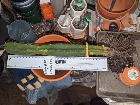 A cactus column laying on its side beside a ruler. The cactus itself is over 12 in (30cm) tall. It has a beautiful root system. The tag on top of the ruler reads: "T. Bridge - LJ (x) T. Pach - LER"

The cactus itself is dark green with med-short spines.