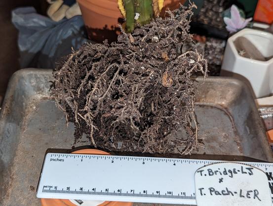 A cactus root ball laying on its side beside a ruler. The root system is about 5 in. (12-13cm)
wide. The tag on top of the ruler reads: "T. Bridge - LJ (x) T. Pach - LER"