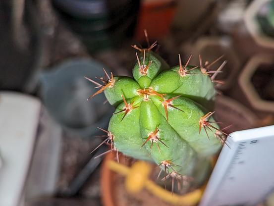 A cactus column tip from above - it had 6 bright green ribs and a lot of orange-red spines. The spines look sharp (and they are!), and are small-medium length.
