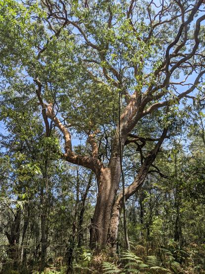 A tall wide branched eucalypt tree in dense bushland