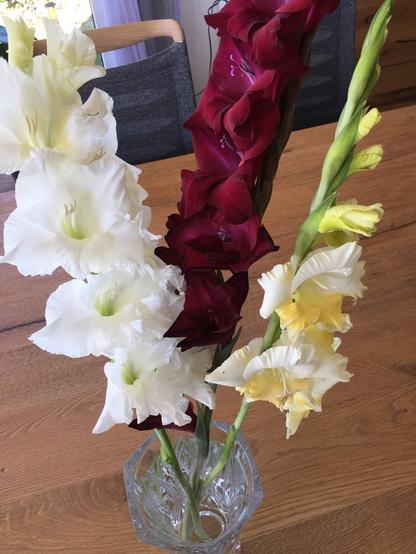 三支剑兰，纯白，深红和浅黄。