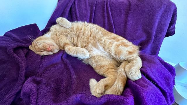 George sleepy upside down