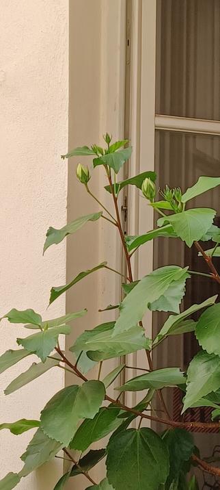 Détail du sommet d'une branche de mon hibiscus terminée par 2 bourgeons en train de fleurir.