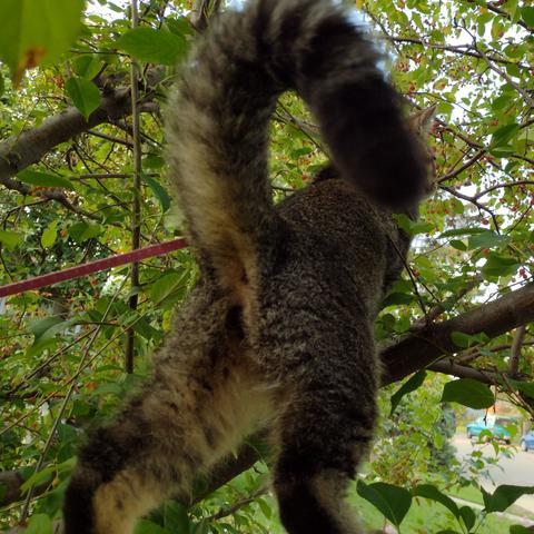 View from below of Figgy as he climbs a cherry tree. His bum is in full view, and his tail is up in a curl.