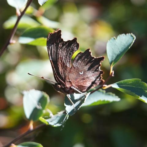 The underwing of the comma butterfly is drab brown, except for a prominent "white c" or comma in the center of the wing.