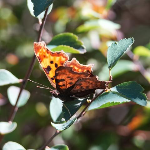 As soon as it opens its wings, the red and yellow overwings shine through and the drab color disappears.