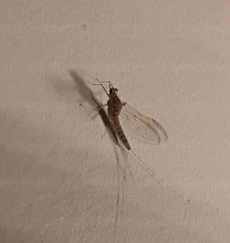 insectje op muur