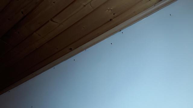 meerdere insectjes op muur