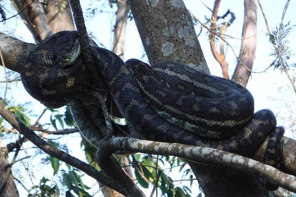 A long carpet python has wrapped itself around a high branch in a tree. In the background is the pale blue sky of morning.