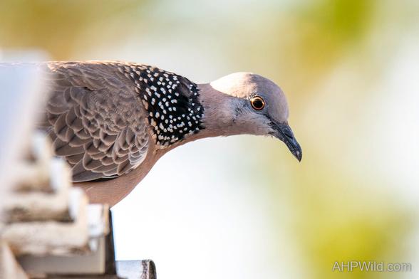 A Spotted Dove, covered in light greyish brown feathers bends its head down looking to the right. Its large dark eye is circled by a thin band of orange. Its back neck and shoulders are covered by a black shawl with bright white spots.