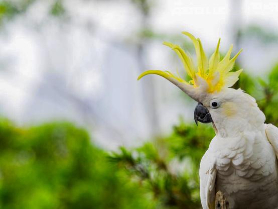 A Sulphur Crested Cockatoo looks to the left. Its body is covered in white feathers, one black eye surrounded by a thick white ring. Its sharp black beak contrasts with a very tall peeked feathered crown of long yellow feathers.