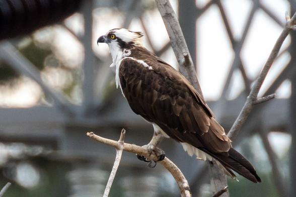 An Osprey bird perched on a bare branch, facing slightly away from the camera. There is a metal power structure in the background.