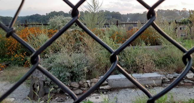 Community garden (you can get there from here) with lots of black eyed susans