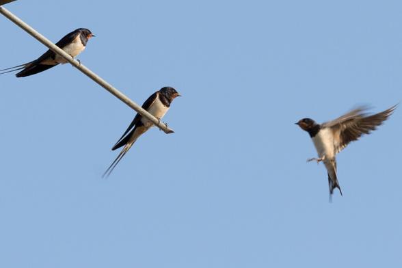 Rauchschwalben auf einer Antenne