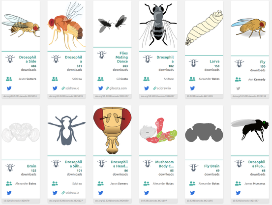 A collection of example SciDraw images relating to Drosophila: brain cartoons, a pair of flies engaged in courtship with the male having its wing at 90 degree as it sings, a larva, and a schematic of the mushroom body.