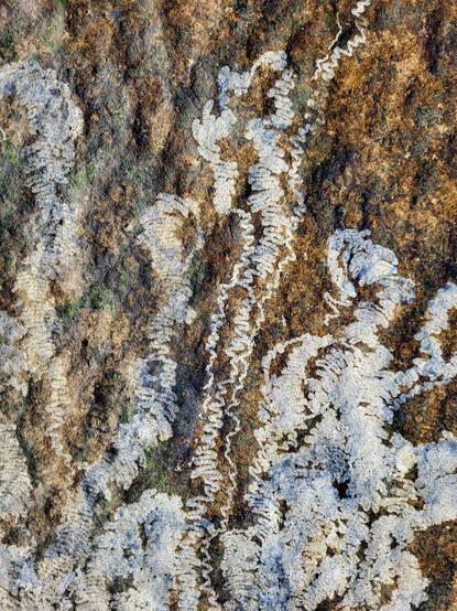 Limpet feeding tracks cut with goethite teeth. https://fosstodon.org/@Cormac_McGinley@mastodon.sdf.org/111000777265914932