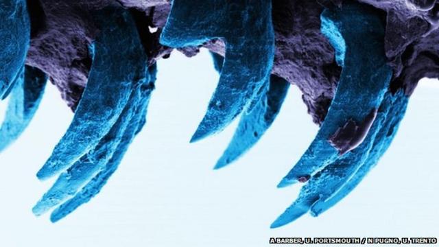 Limpet tongue with teeth. A, Barber (Univ. Portsmouth) and N. Pugno (Univ. Trento).