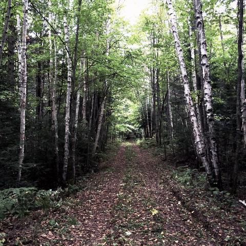 A trail through the woods, Frostpocket, south river, Ontario. From a couple years ago, the trail is somewhat overgrown, but still walkable. There are several birch trees, visible along with maple trees and pine, spruce, etc..