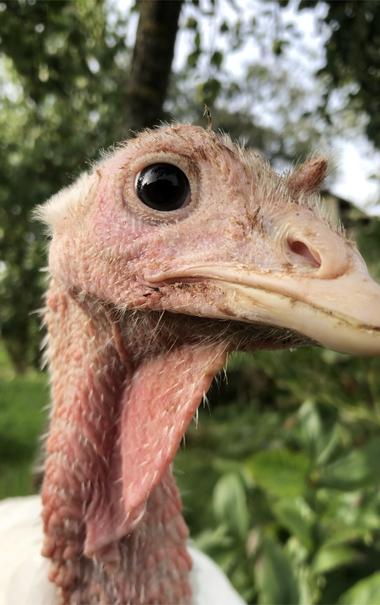 White turkey Emanuel side view of is head with black eye.