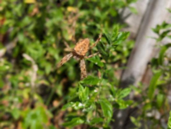 A European Garden Spider with green shrubs behind it.