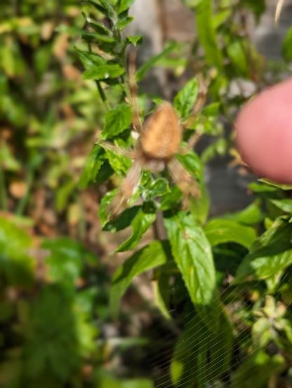 A European Garden Spider with green shrubs behind it. To the right of frame is my finger tip, for scale.