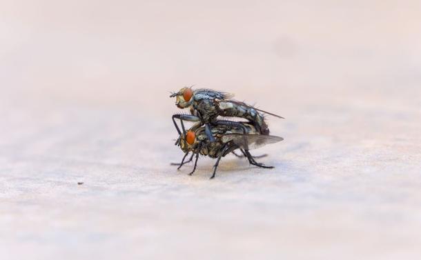 Fleischfliegen (Sarcophagidae) bei der Paarung