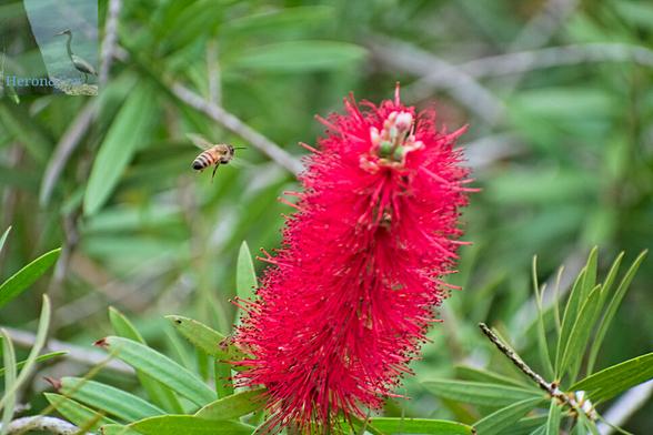 An outdoor, daylight photograph with a bright red bottle-brush flower; a red mass of filaments extending from a central stem, with green leaves of the bottle-brush tree surround it. A bee flies toward the flower.