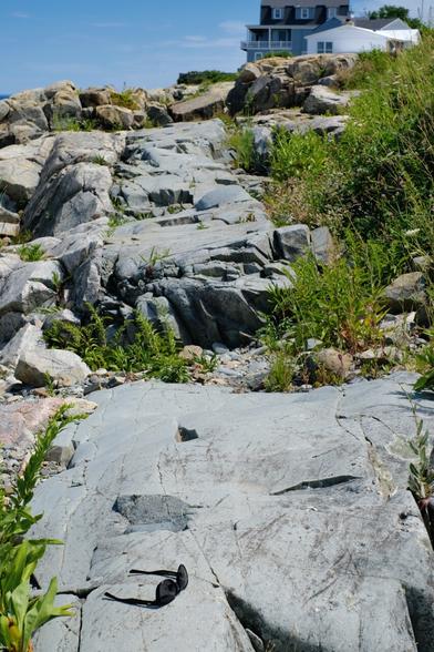 A gray-blue mafic rock has intruded into the buff-toned (felsic) granite. Sunglasses at bottom for scale.