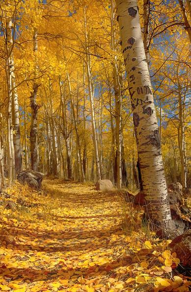 Autumn scenery of gold leaves from aspen trees blanketing a pathway through the forest.