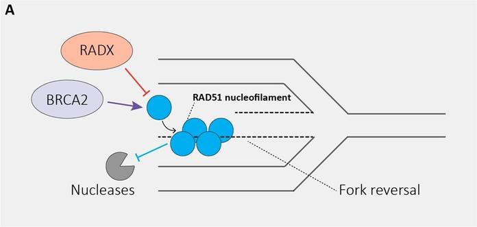 Simplified illustration of the positive (purple) and negative (red) regulators of RAD51 nucleation (blue) on single strand DNA following replication fork reversal.