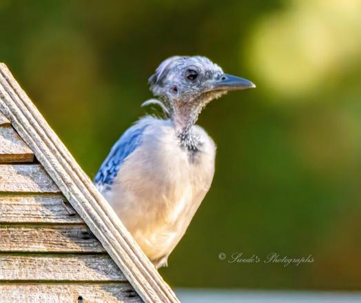 In this photograph, there is a blue jay on the right side of the gabled roof of a wooden bird feeder.  The blue jay lacks head and neck feathers making it look rather odd.  It also gives a glimpse of just how narrow the bird's neck actually is.  The jay faces right and there is our of focus forest in the background.

"Large, crested songbird with broad, rounded tail. Blue Jays are smaller than crows, larger than robins.  White or light gray underneath, various shades of blue, black, and white above." - allaboutbirds.org