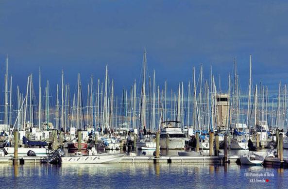 A photo taken in the South Yacht basin marina in downtown St. Petersburg, FL shows a marina full of sailboats and yachts with numerous sailboat masts standing side by side at attention.  The Albert Whitted airport control tower can be seen in the distance under a blue gray partly cloudy sky.