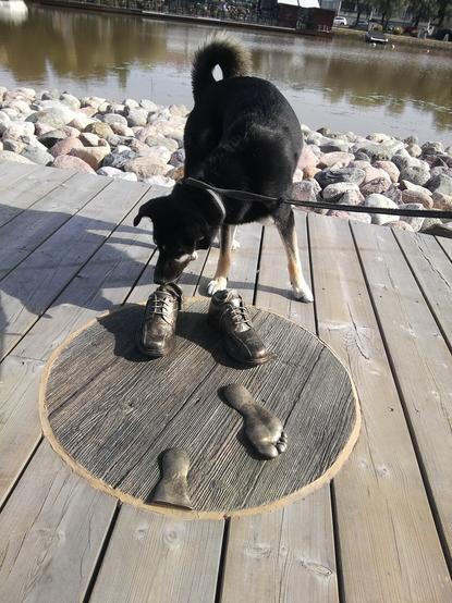 Koira haistelee pyöreän puulevyn päällä olevaa osaa taideteoksesta. Tässä on nauhallinen kenkäpari sekä yksi paljaan jalan jättämä jalanjälki kokonaan, toinen ilman varpaita. Varpaat ovat niin kuin astuneet jo yli puulevyn.