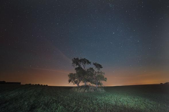 Photo of a tree at night with a sky full of stars and orange light fog around the horizon