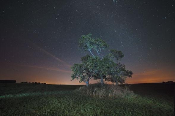 Foto einer Baumgruppe nachts unter Sternen, die orange Halo der Stadtbeleuchtung kontrastiert mit dem kühlen Licht der Taschenlampen