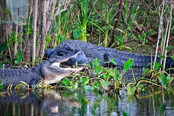 An outdoor daylight photograph of a marshy area. Two large, greenish-brown alligators near the water at the bottom of the frame. The closer one has its mouth open wide while the larger reptile is lying on the ground with its head bent toward the camera. Behind the alligators, there are trees and reeds and more marsh.