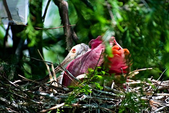 An outdoor daylight photograph of a roseate spoonbill, a bird with bright pink and white feathers, and a long, broad bill, sitting on a nest of sticks and cedar branches, with the camera looking on from the rear, while the bird’s red and black eye lookds directly at the viewer.