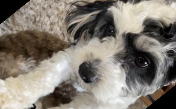 Black and white cavapoo puppy