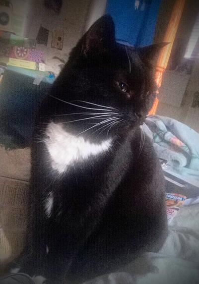 Perfect little black cat Diamanda with white bib and whiskers, sitting on messy bed, mission to awaken human accomplished.