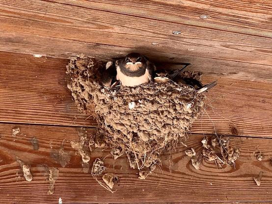 Young swallows in the nest