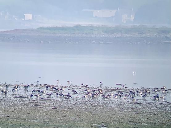 Brent geese on Strangford Lough