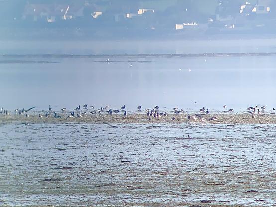 Brent Geese on Strangford Lough