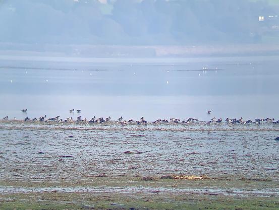 Brent Geese on Strangford Lough