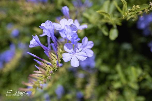 Plumbago