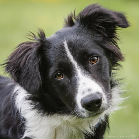 A young black and white border collie is looking at the camera with her head and ears cocked as if curious about the click of the shutter. There is green background.