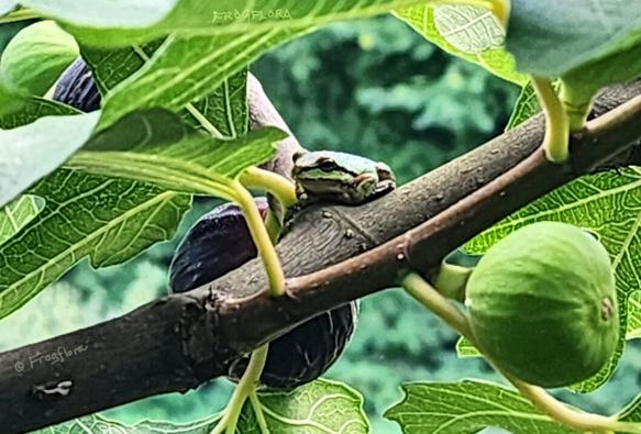 A green pacific treefrog sits on a branch between ripening ronde de bordeaux figs.