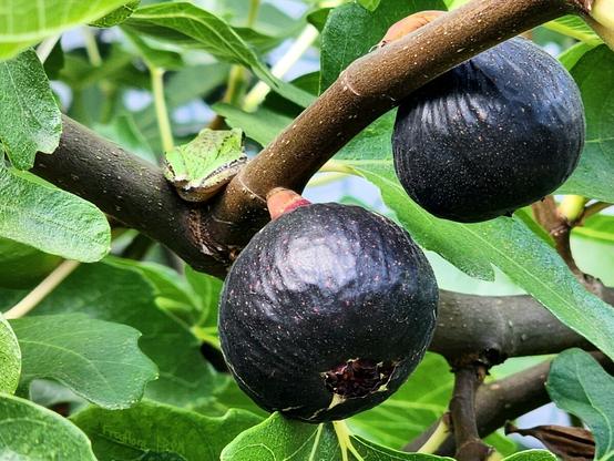 A green camouflage patterned pacific treefrog sits above 2 large black ripe ronde de bordeaux figs.
