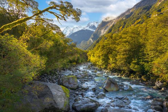 A view of the Tutoko River flowing through the beech forest of the Tūtoko Valley towards impressive, snow-covered mountain peaks.