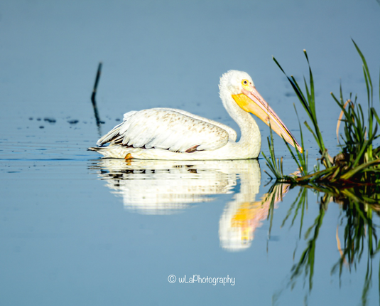 Pelican on blue water with green reeds near the yellow beak