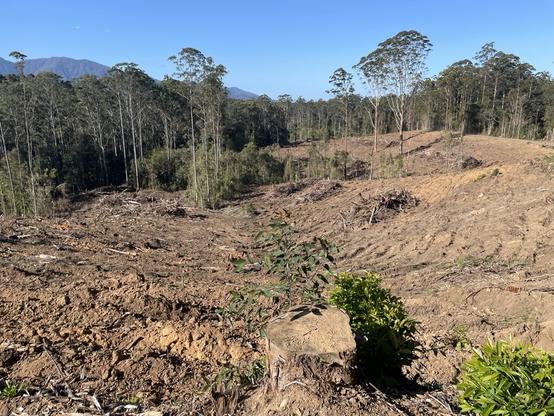 Koala habita tlogged Bellingen, Tuckers Nob State Forest